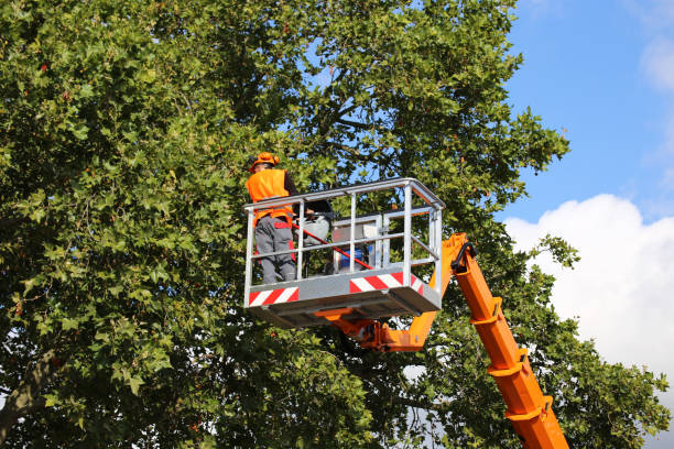 Residential Tree Removal in Essex, MD